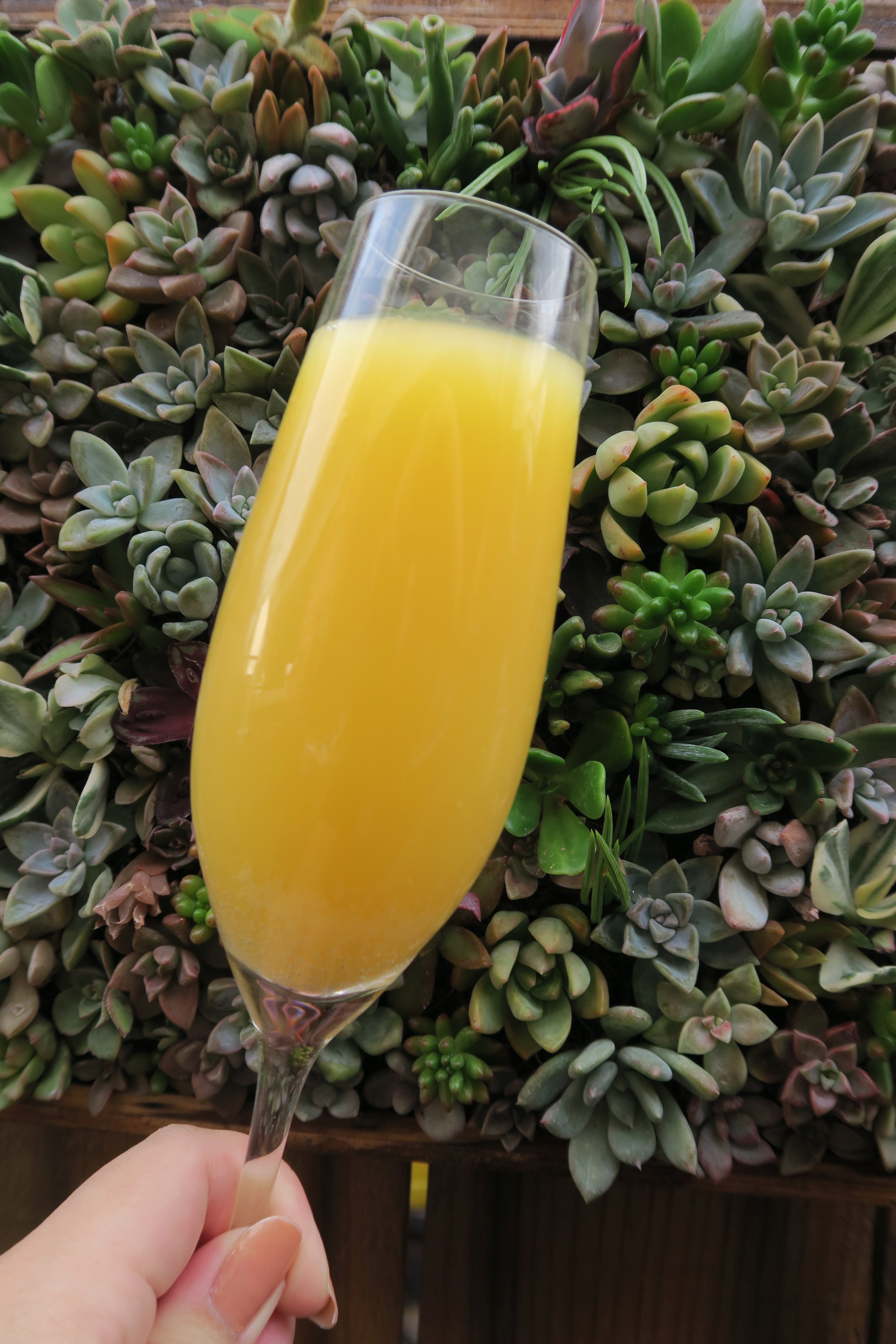 A mimosa in front of a succulent wall